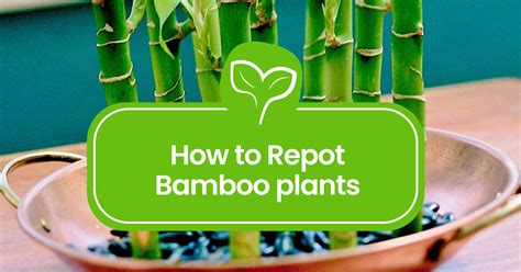 transplanting bamboo|how to repot a bamboo plant.